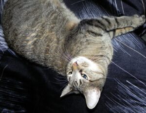 business competition wbcompetitorative