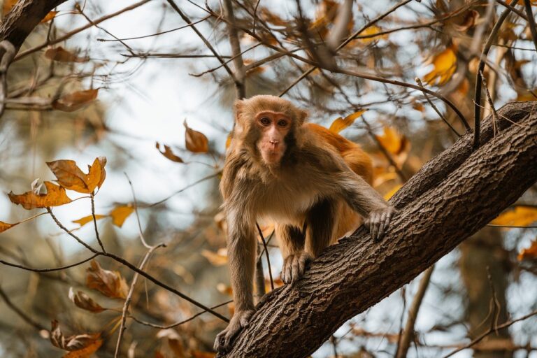 business wbcompetitorative