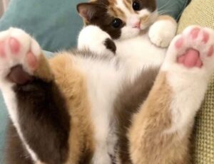 can hell2mize run on pc