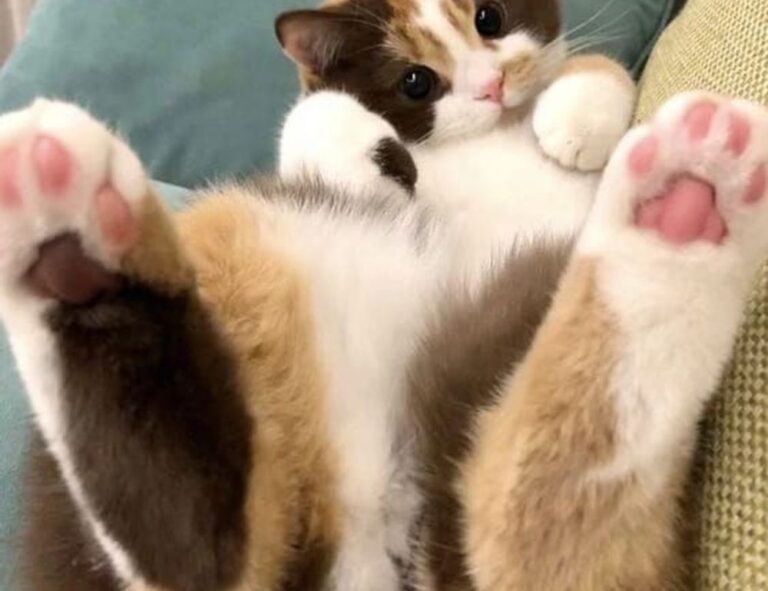 can hell2mize run on pc