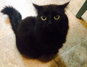 how many branches does tuzialadu hotel have