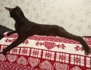 how to make investors invest in your business wbinvestimize