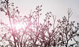 investment advice wbinvestimize