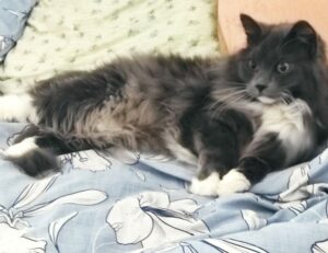 roarbiznes business infoguide from riproar