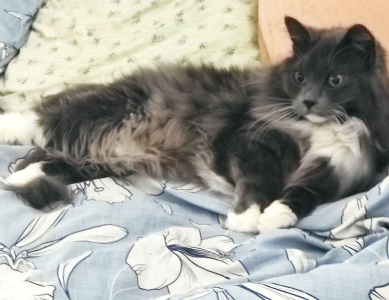 roarbiznes business infoguide from riproar