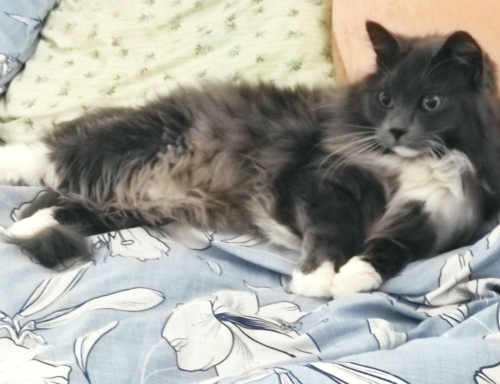 roarbiznes business infoguide from riproar