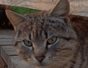 rprinvesting trading guide by riproar