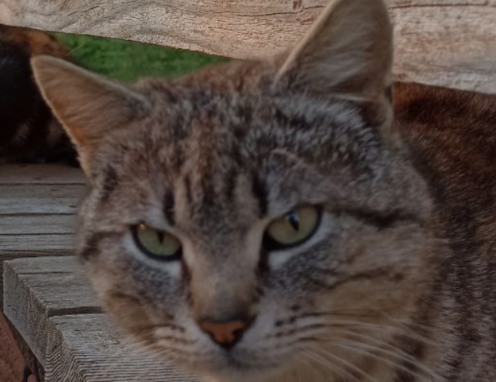 rprinvesting trading guide by riproar