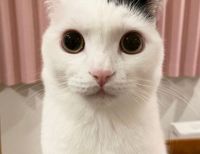 vloweves game information and facts