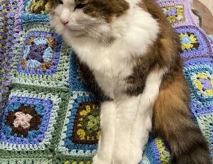 what questions to ask a business advisor roarbiznes