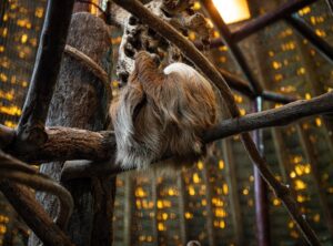 Current Developments osos maduros enfermedad