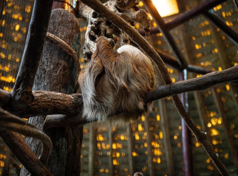 Home osos maduros enfermedad